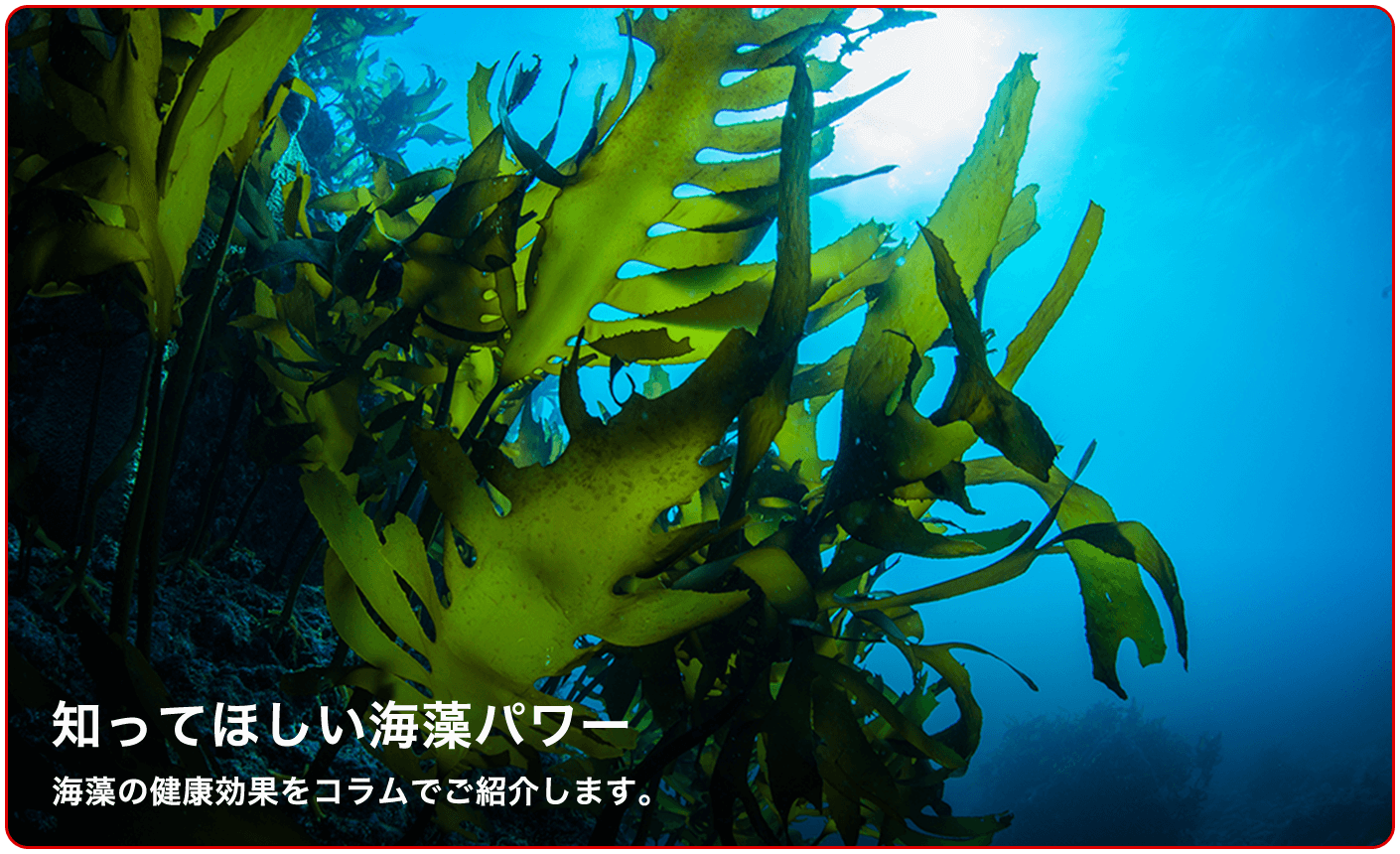 海藻コラム