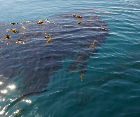 海で見かける海藻は、自由に採っても良いの？