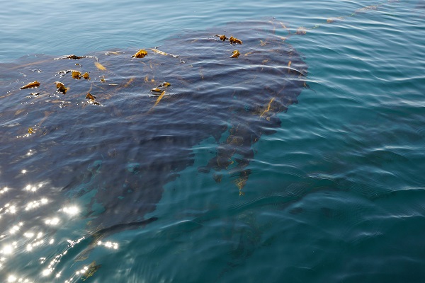 海で見かける海藻は、自由に採っても良いの？