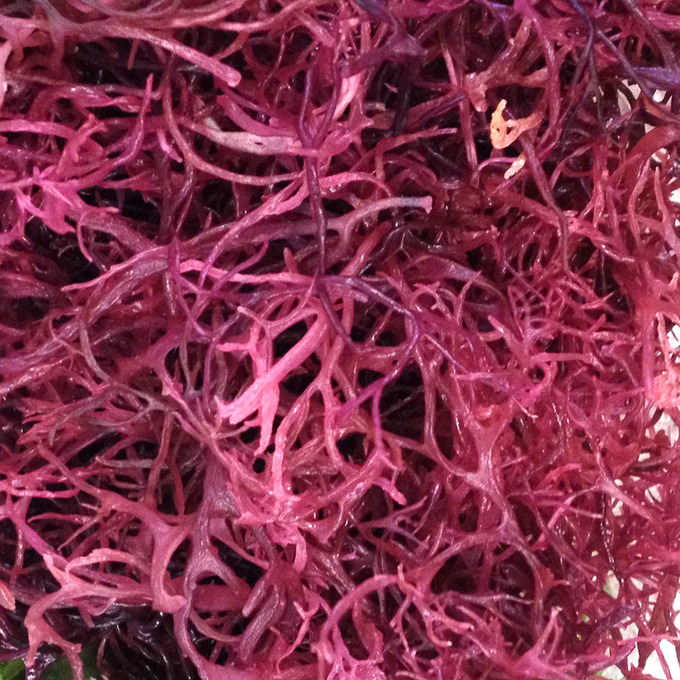 乾燥 赤のり カネリョウ海藻株式会社