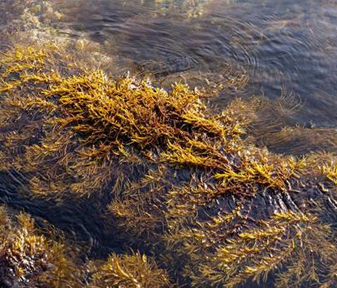 実は食べているのは「3.7%」だけのスーパーフード。 知る人ぞ知る長寿の秘訣