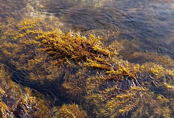 実は食べているのは「3.7%」だけのスーパーフード。 知る人ぞ知る長寿の秘訣