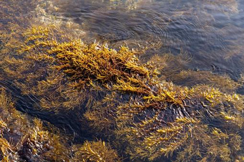 箸で高く持ち上げられたネバリの強いアカモク