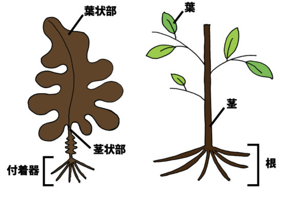 海藻と陸上の植物の違い