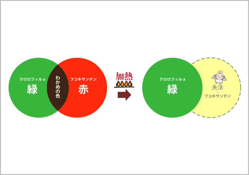 ワカメを茹でると緑色になる仕組み